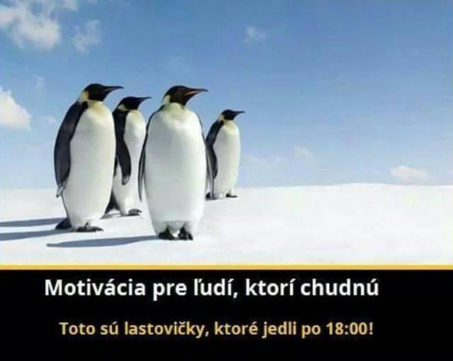 Toto sú lastovičky, ktoré jedli po 18 hodine