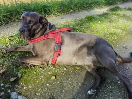 Pes ako antidepresívum