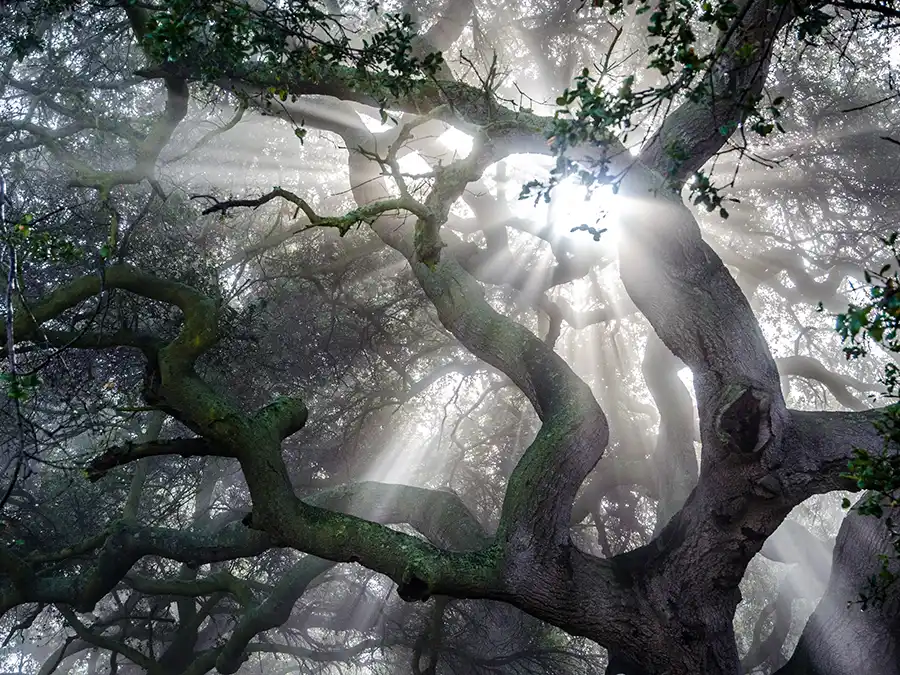 Hmlisté ráno v parku plnom stromov