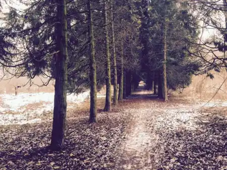 Hanoveský park už vyrúbaný