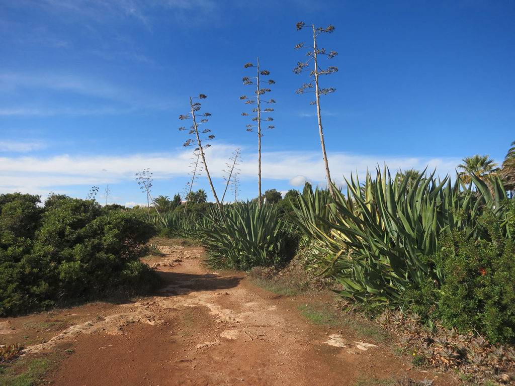 6 dní Faro beaches, 100 km running trails