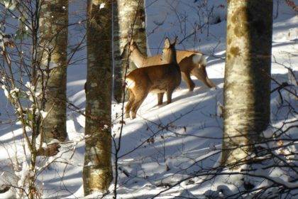Pozvánka na bielu Muránsku planinu
