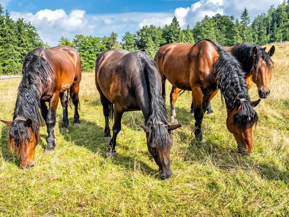 Norik muránskeho tipu
