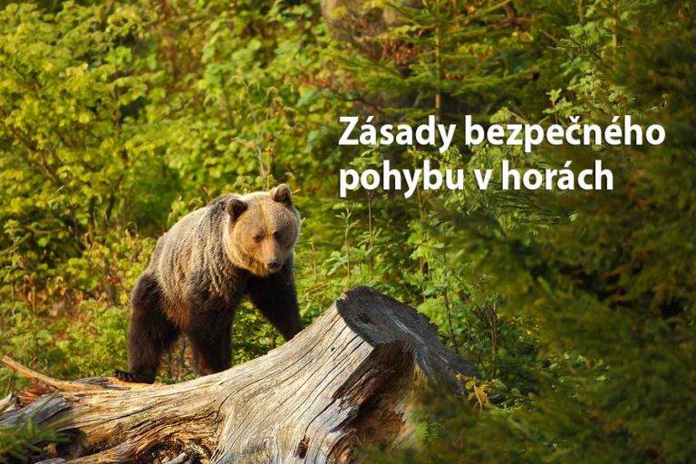 Zásady bezpečného pohybu v horách a pri styku s medveďom