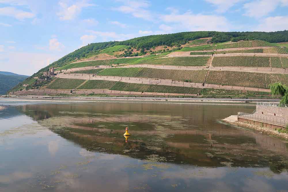 Bingen wine ride