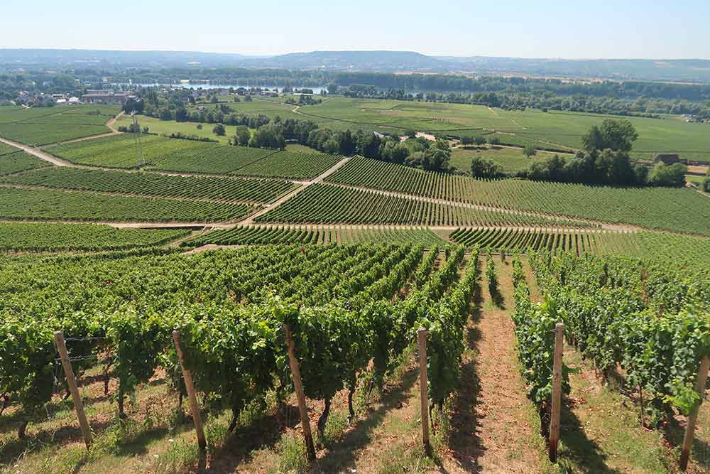 Bingen wine ride, alebo zážitkový cykloraj nad Mohanom