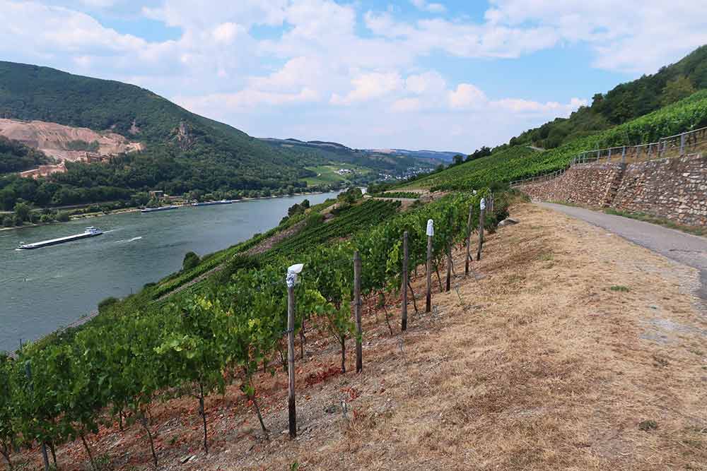 Bingen wine ride, alebo zážitkový cykloraj nad Mohanom