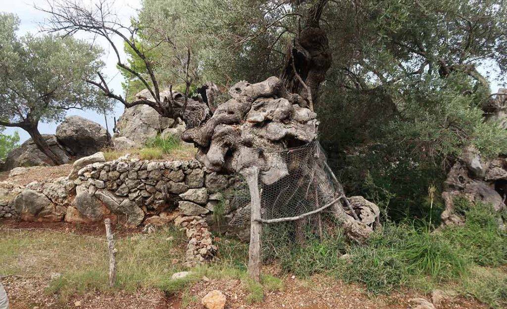 Najkrajšie turistické traily Mallorca. Outdoor.