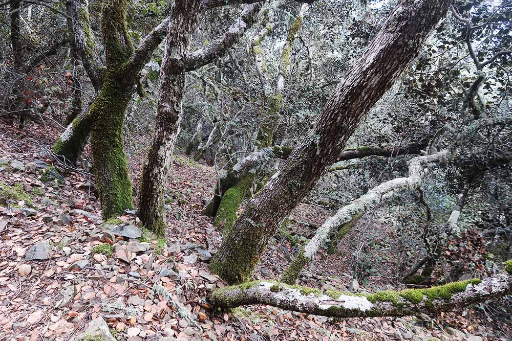 100 km Cyprus: Na streche Cypru