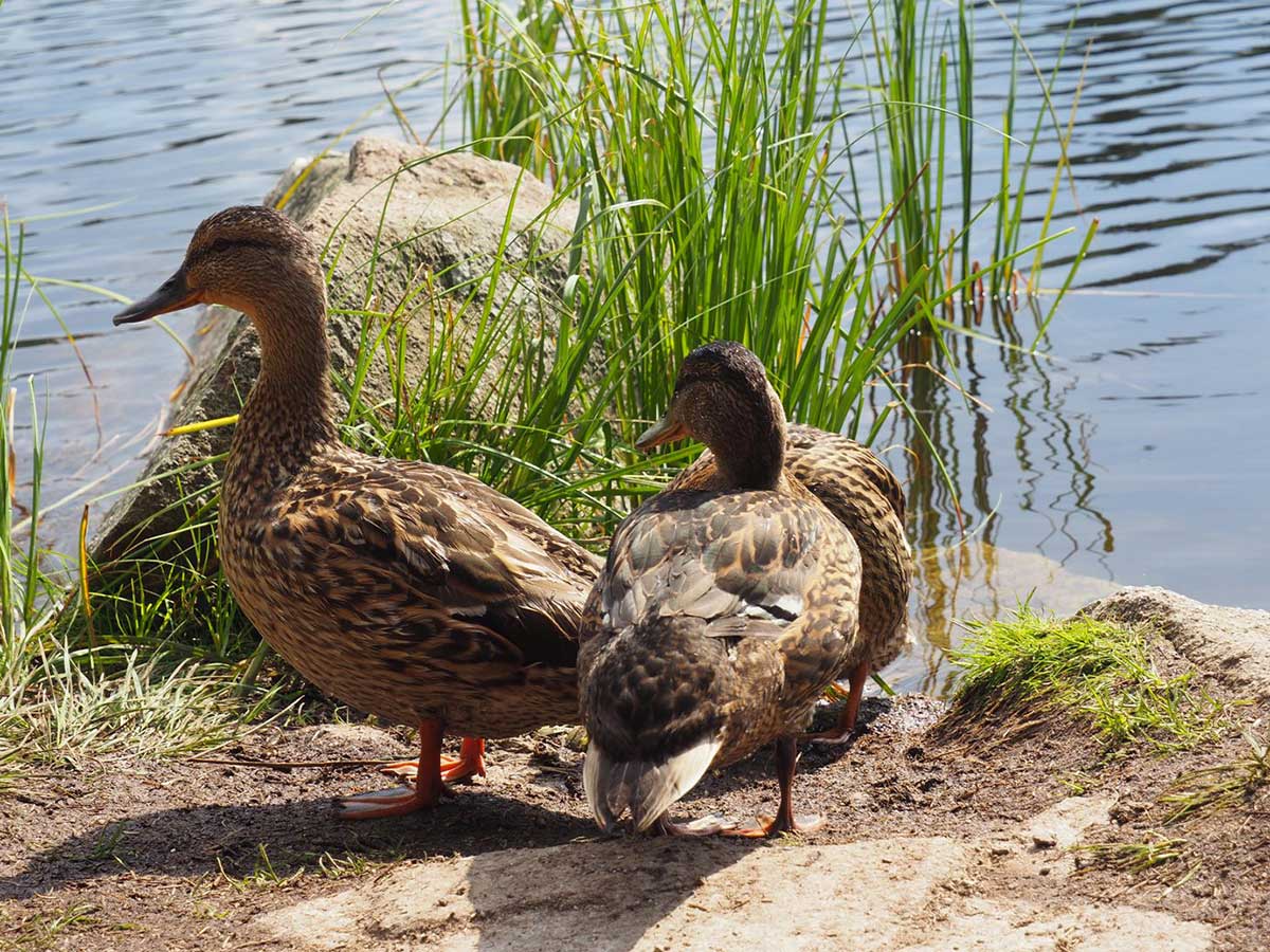 Rodinný zápisník: Jamské pleso