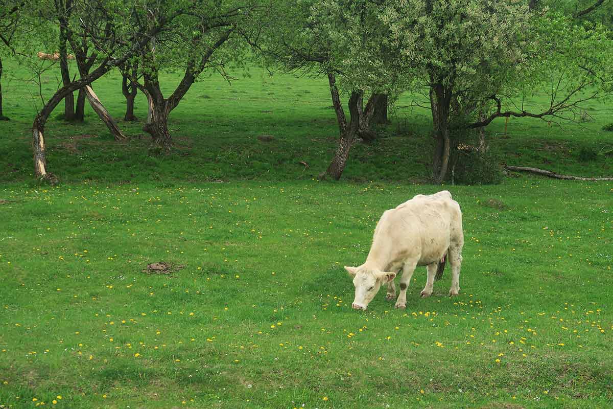 Vlakom a s paličkami cez Sklené na Remätu