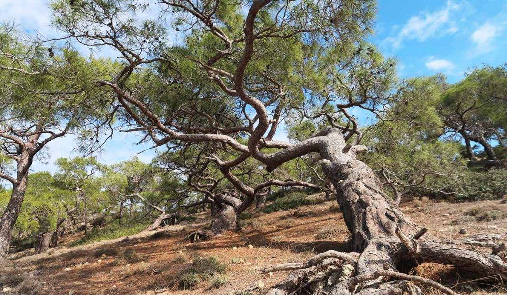 100km Cyprus trails: Paphos