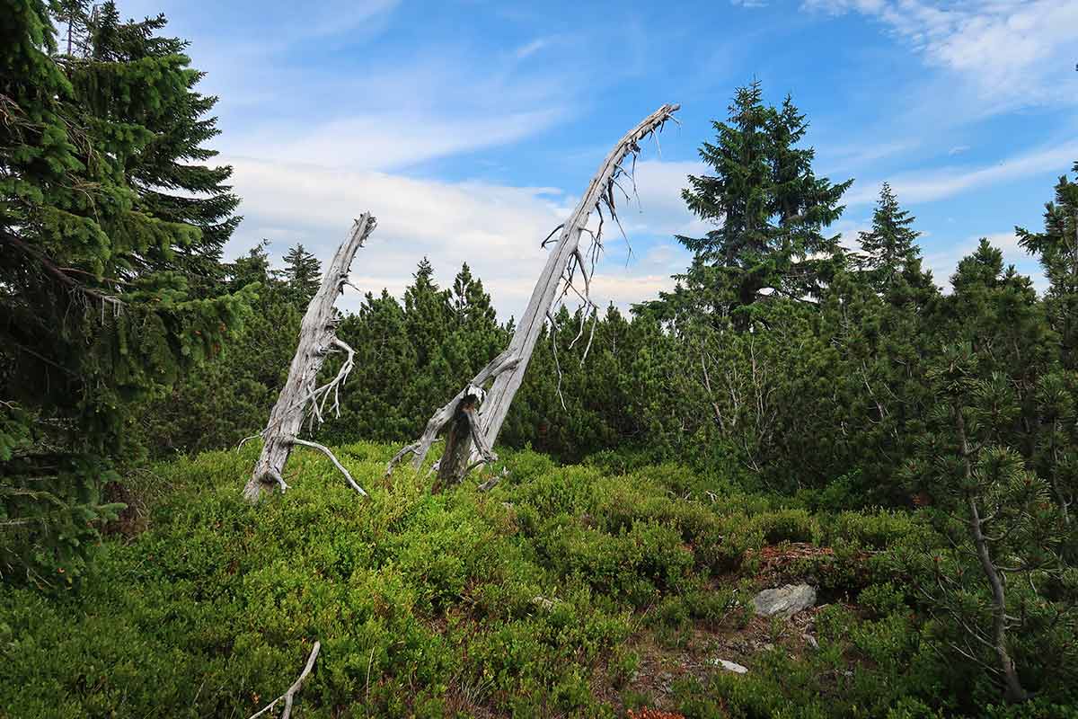 Krkonošské boudy pod Snežkou