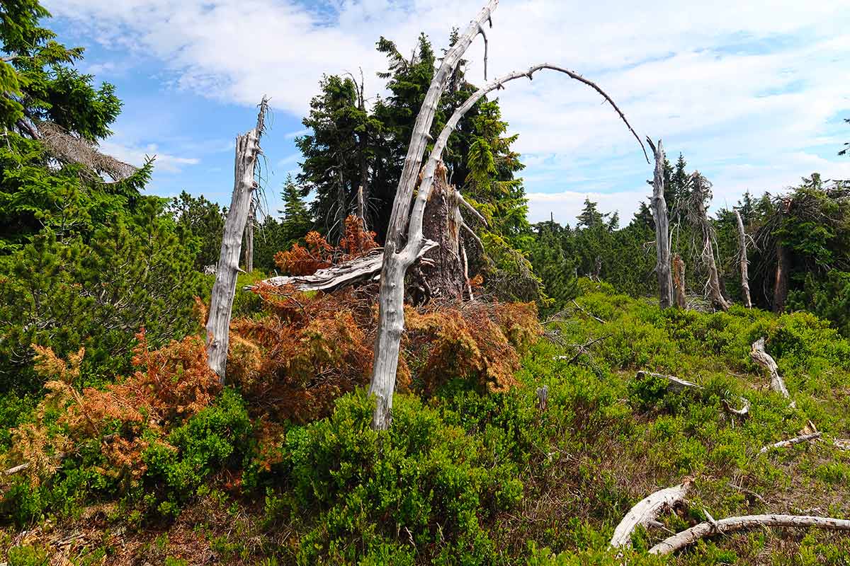 Krkonoše MTB: Ako sa bajkuje pod Snežkou