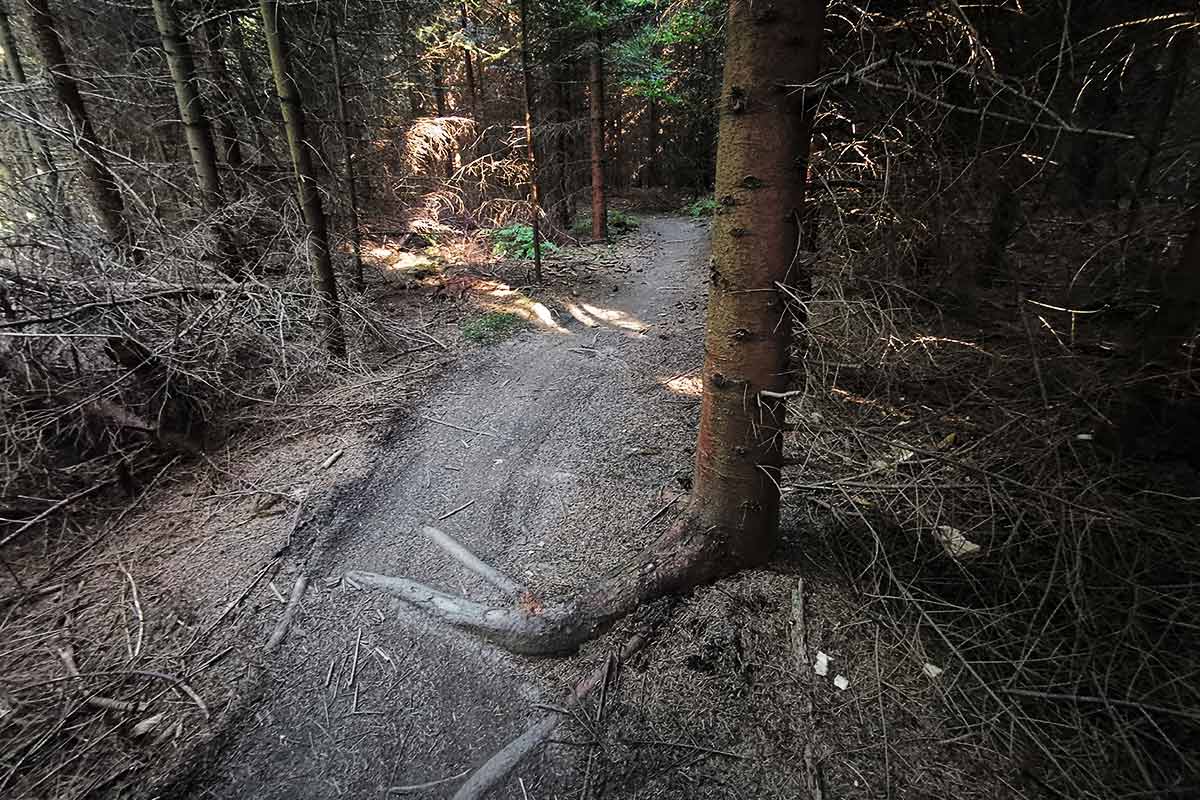 Výstupový Forrest trail