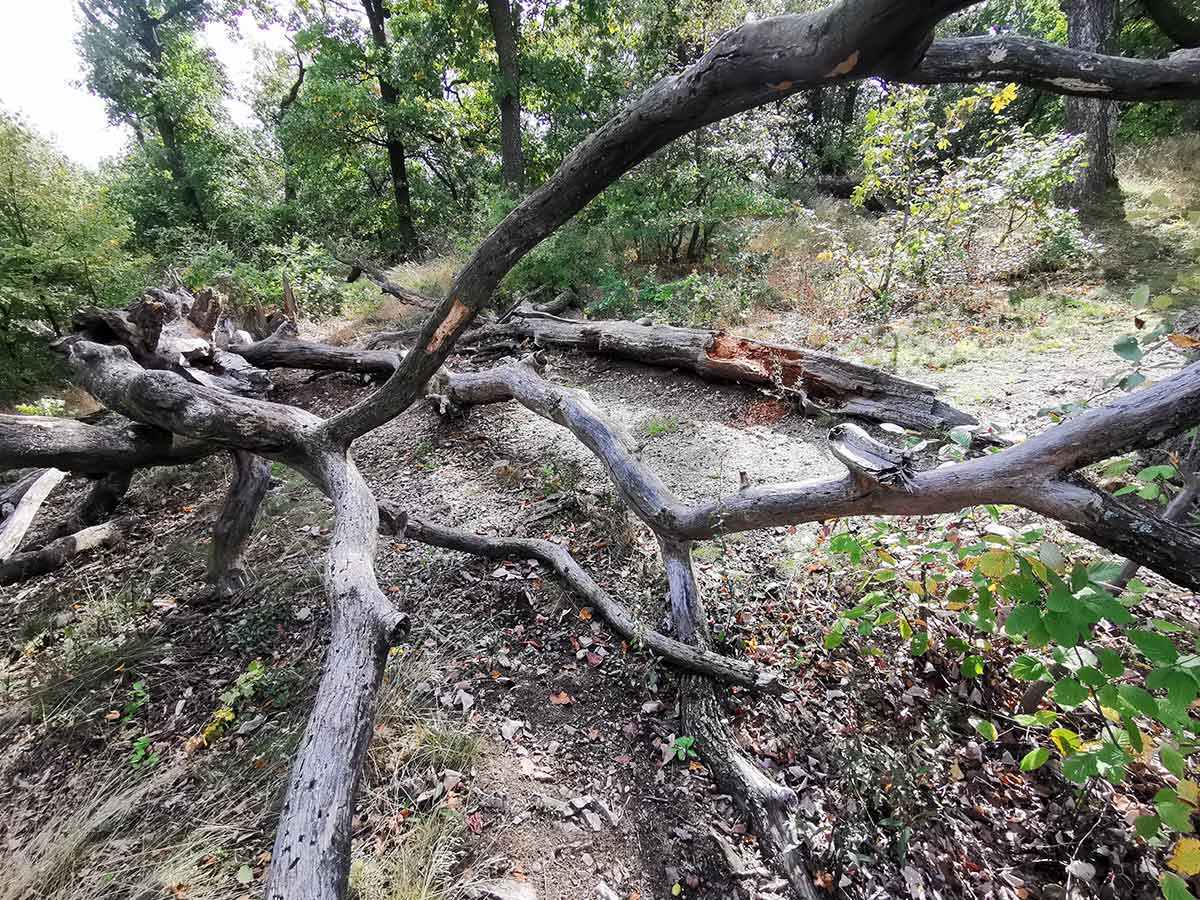 MTB: Medzi Gýmešom a Oponicami Tríbečská medzihradná