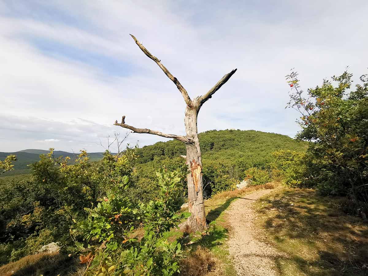 MTB: Medzi Gýmešom a Oponicami Tríbečská medzihradná