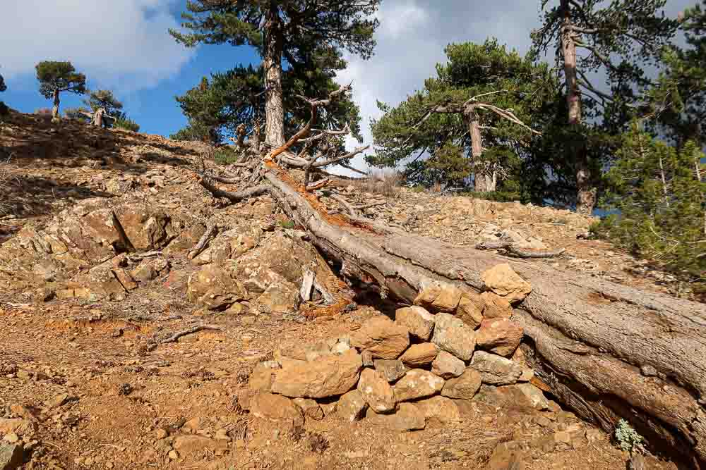 100km Cyprus trail: Troodos na streche Cypru