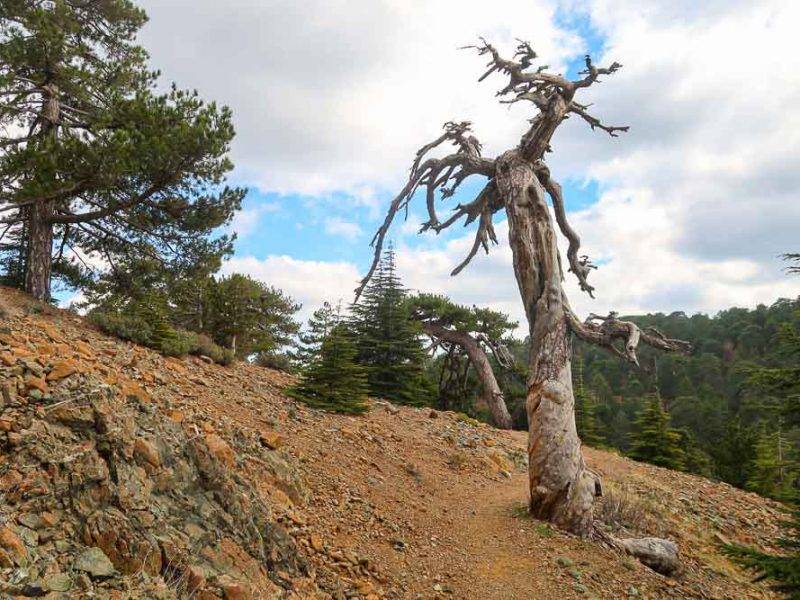 100km Cyprus trails: Paphos forrest