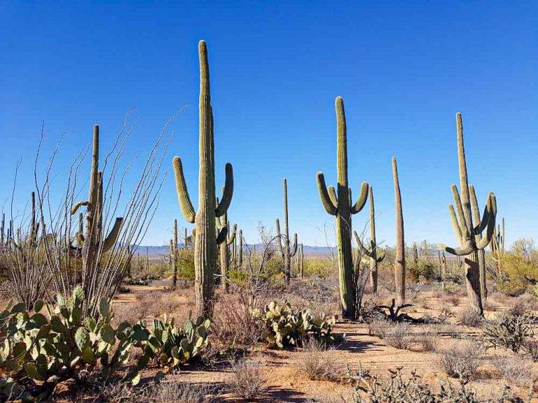 Národné parky USA Saguaro Tucson Sonora