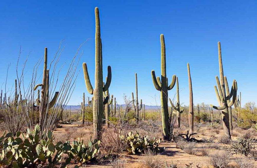 Chceš vidět kaktusy, hodně kaktusů? Tucson NP Saquaro: turistické traily