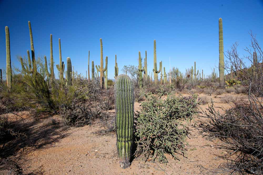 Národné parky USA Saguaro Tucson Sonora