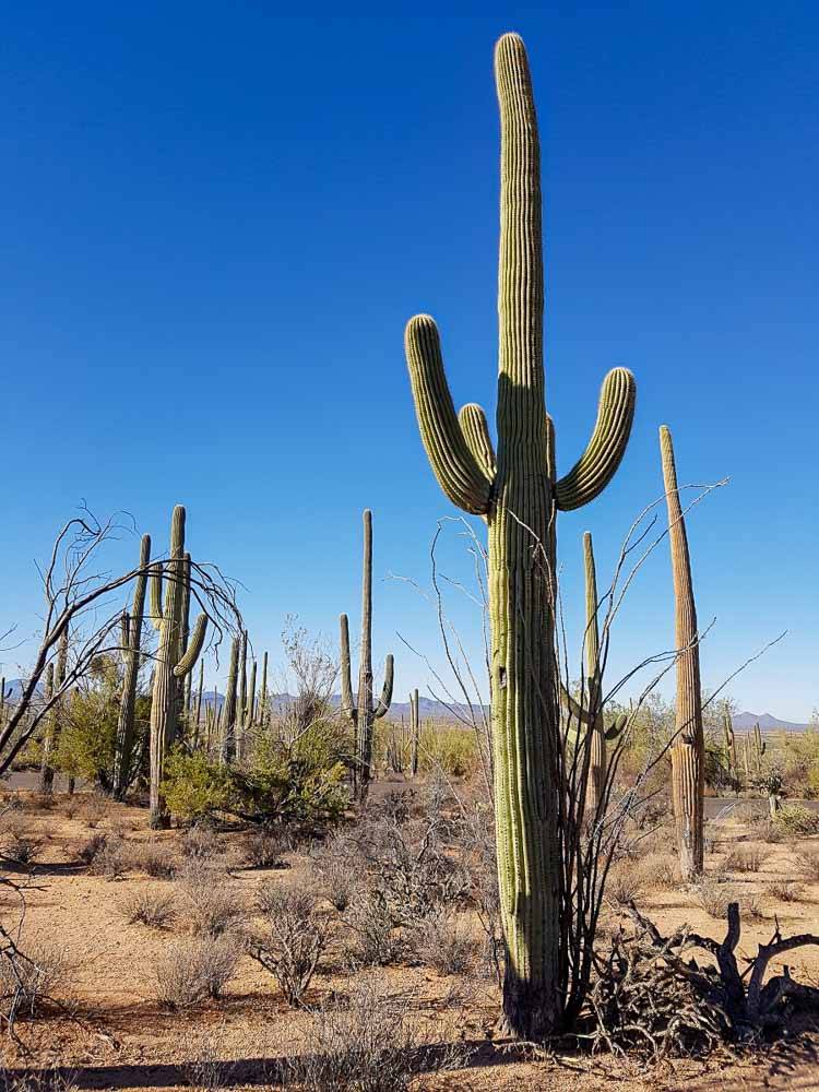 Národné parky USA Saguaro Tucson Sonora