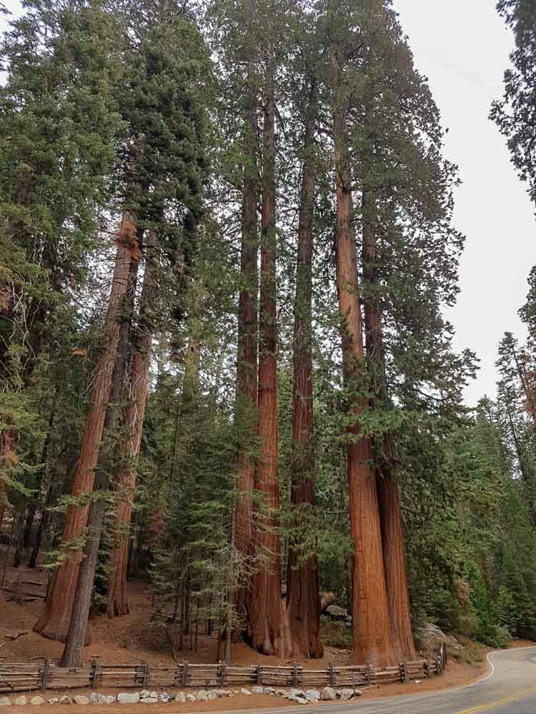 Sequoia park národné parky USA