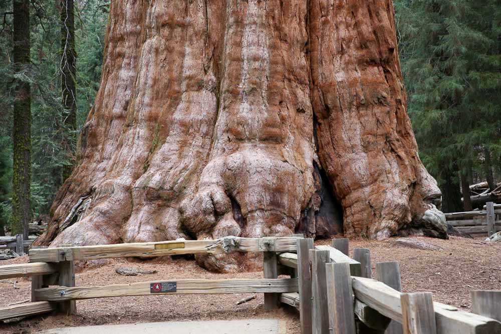 Sequoia park národné parky USA