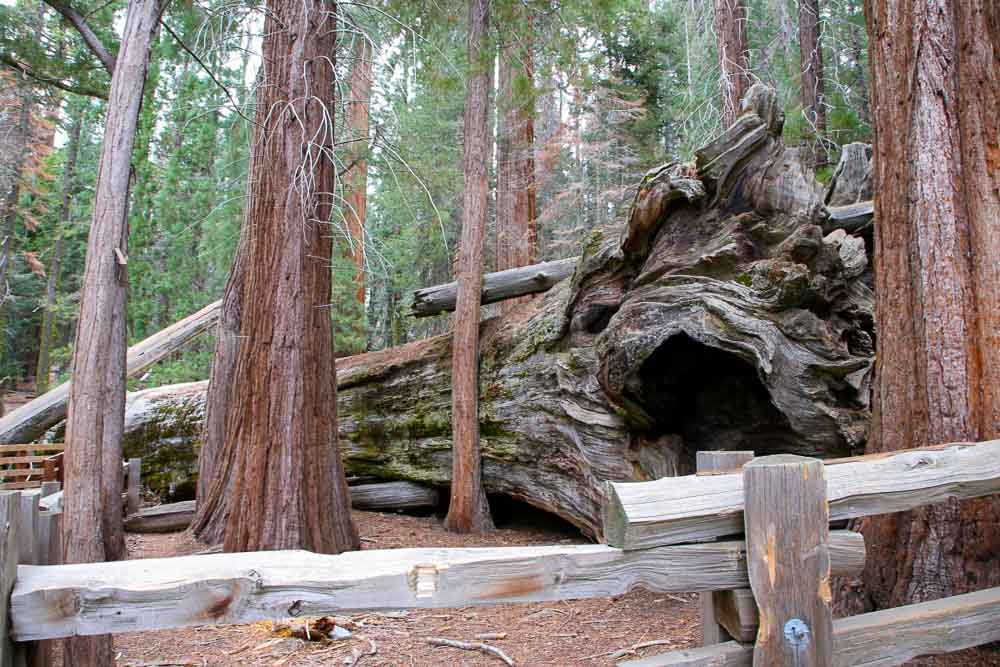 Sequoia park národné parky USA