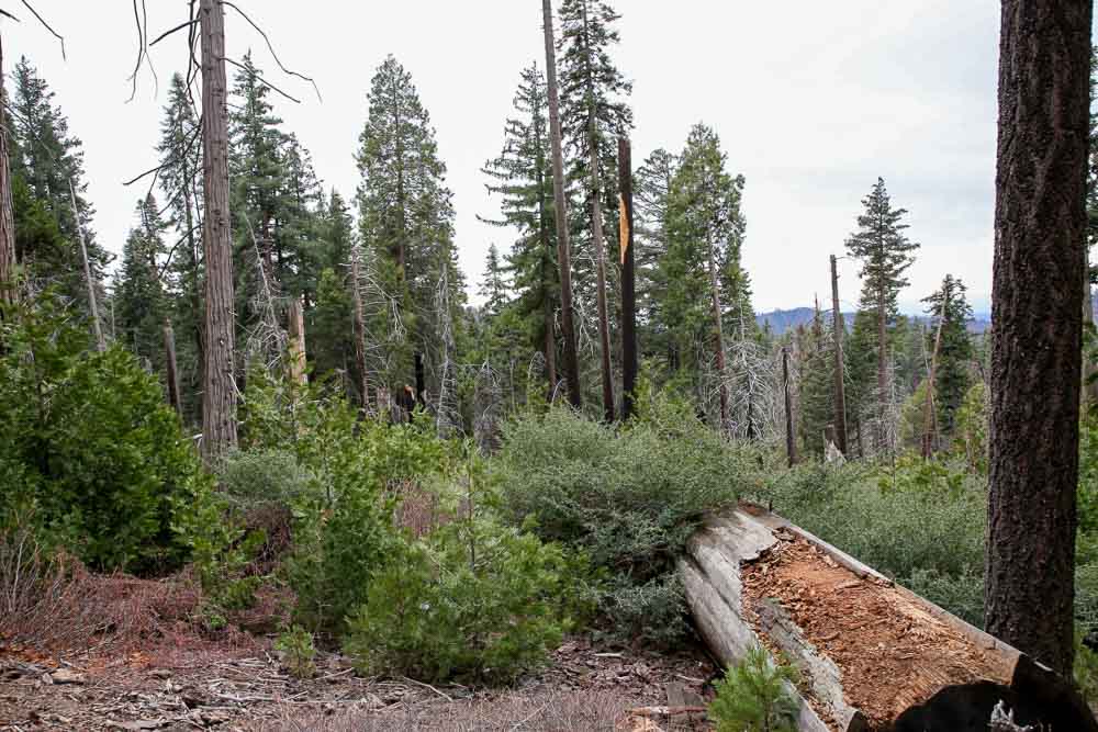 Sequoia park národné parky USA