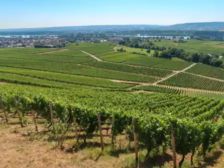 Johannisberg vinice