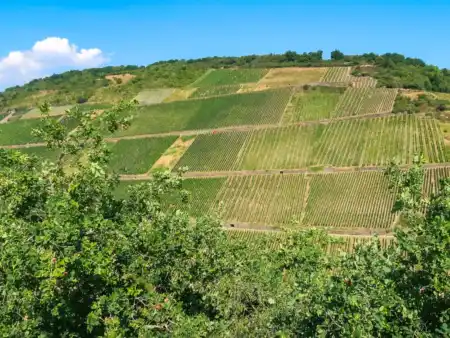 Bingen Wine Ride