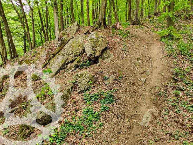 MTB po Malokarpatských singletrailoch: Trail Biely Kríž
