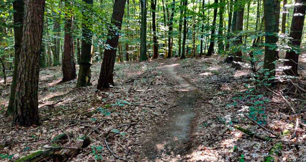 Single track Svatý vrch