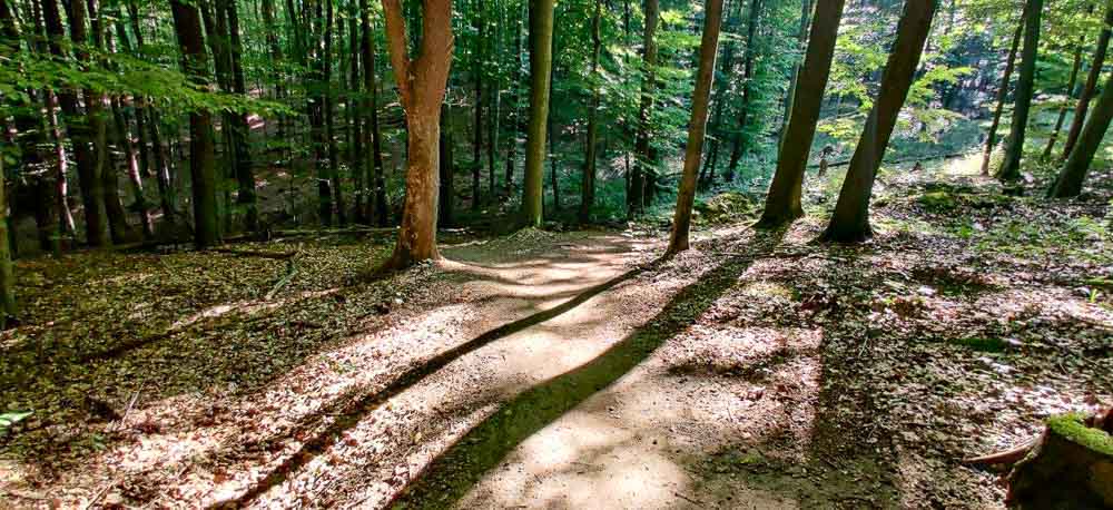 Single track Svatý vrch