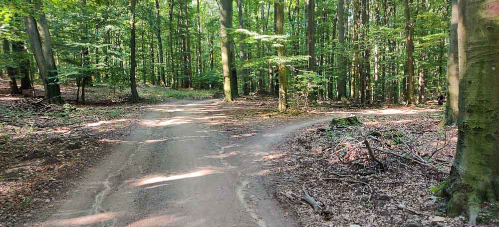 Single track Svatý vrch