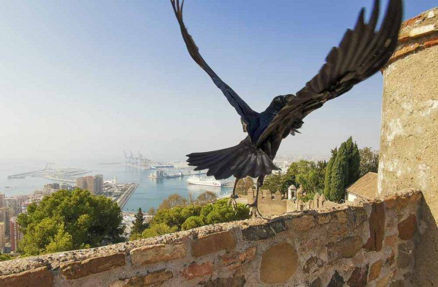 Gibralfaro a Alcazaba, za históriou Malagy