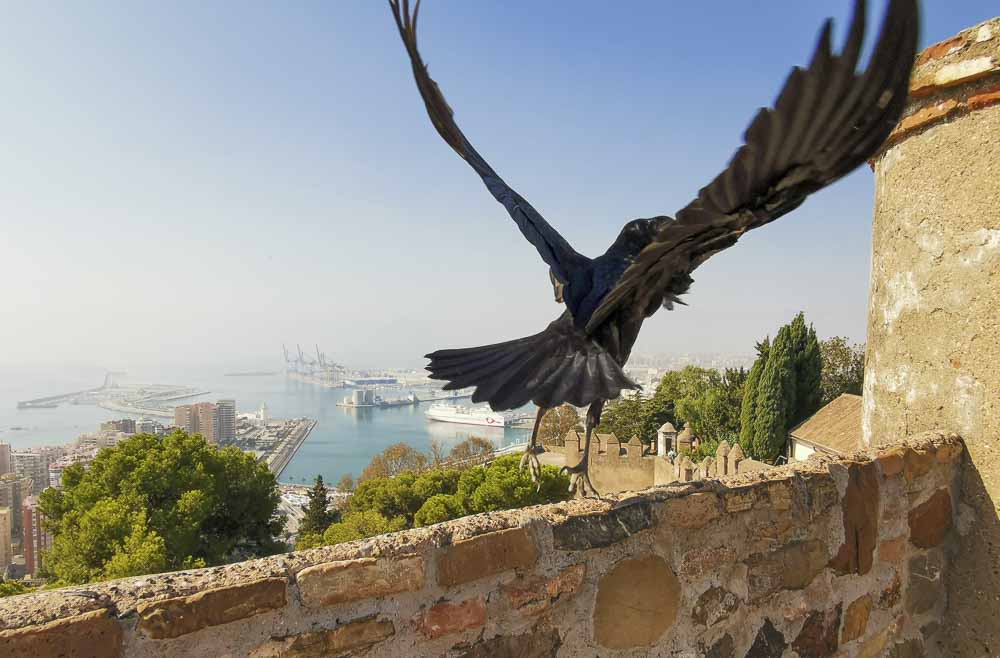 Gibralfaro a Alcazaba, za históriou Malagy