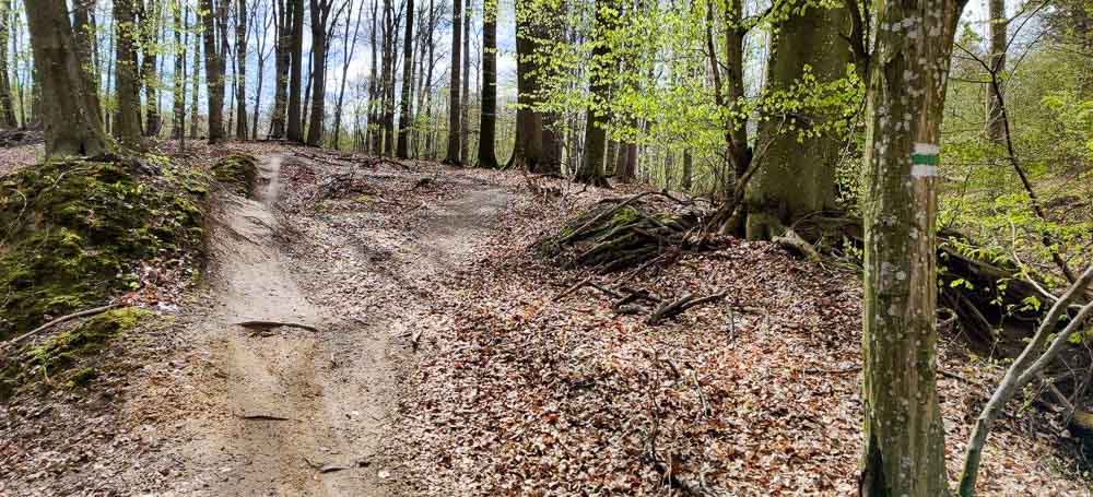 MTB Singletrack Močiarna