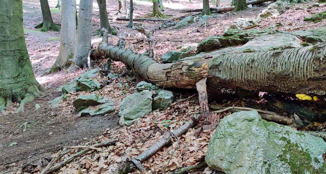 Banské: náročný malokarpatský MTB singel nad Lozornom