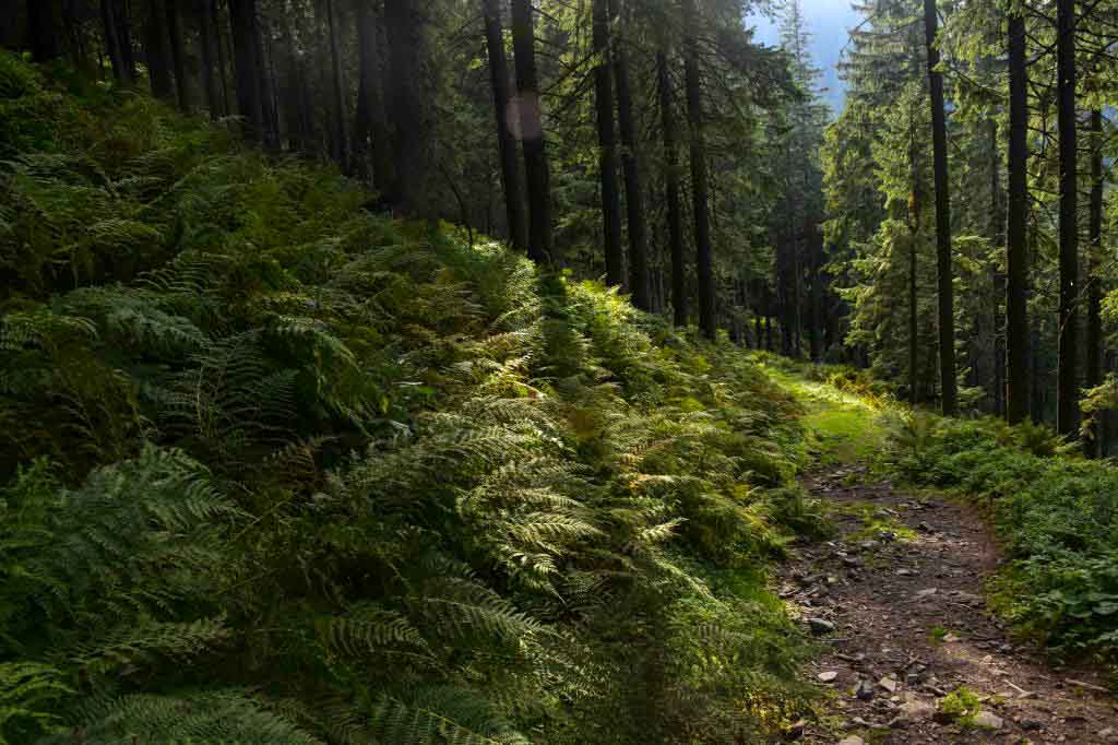 Ďurková Nízke Tatry Magurka