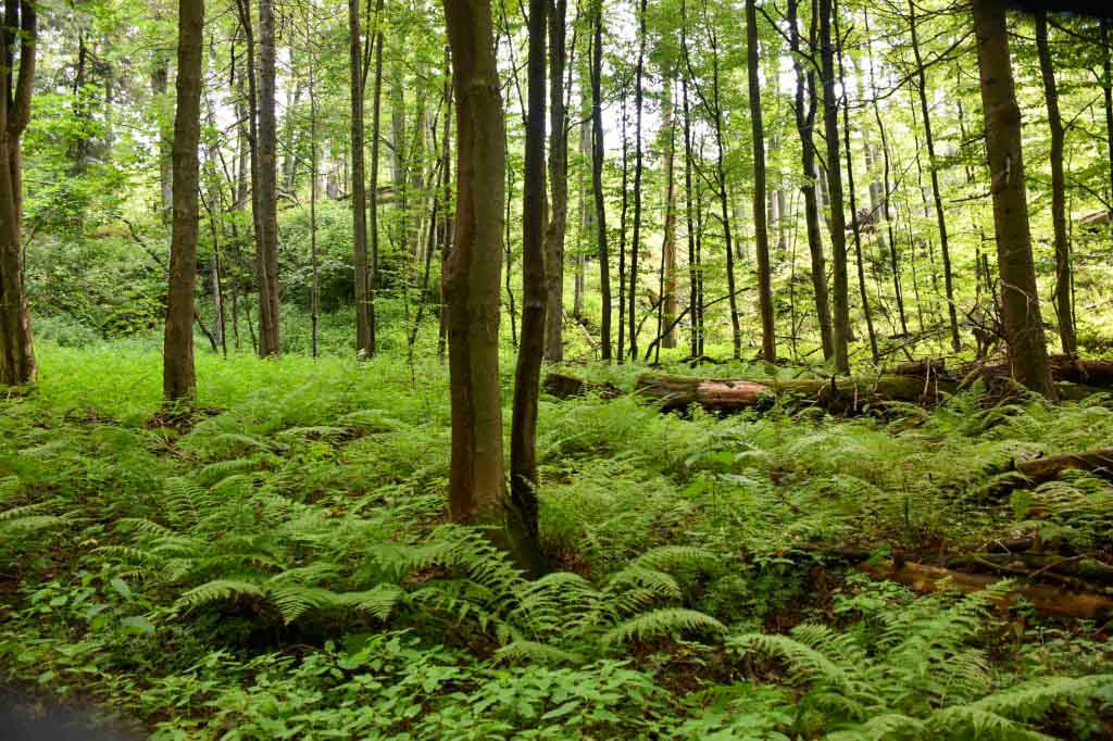 Zejmarskou roklinou na Geravy