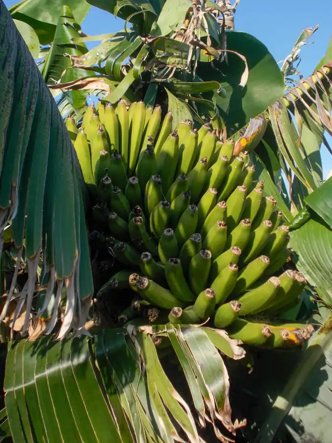 Tisíce odrôd banánov