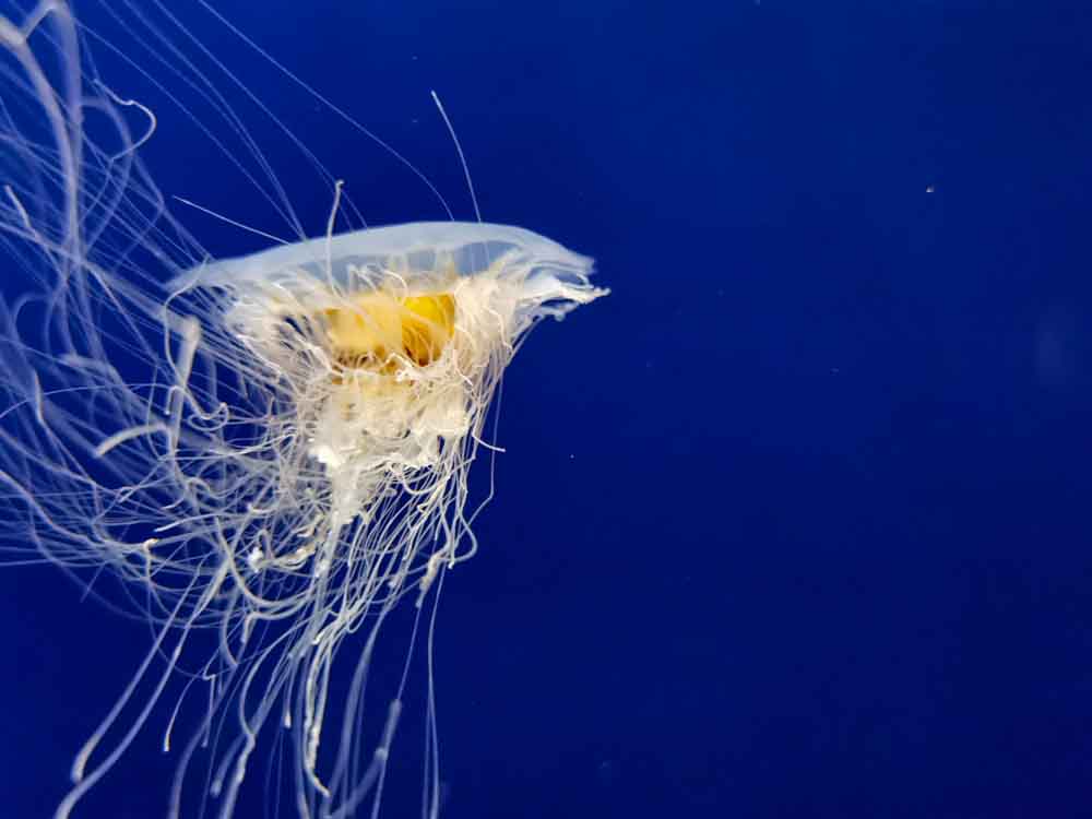 Banálny príbeh zacyklenej medúzy
