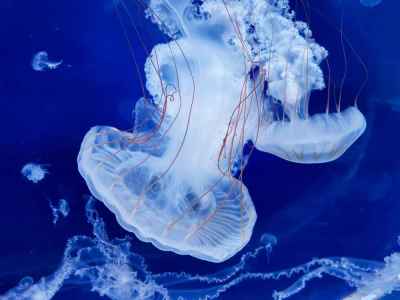 Banálny príbeh zacyklenej medúzy