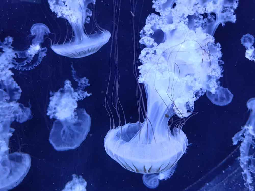 Banálny príbeh zacyklenej medúzy