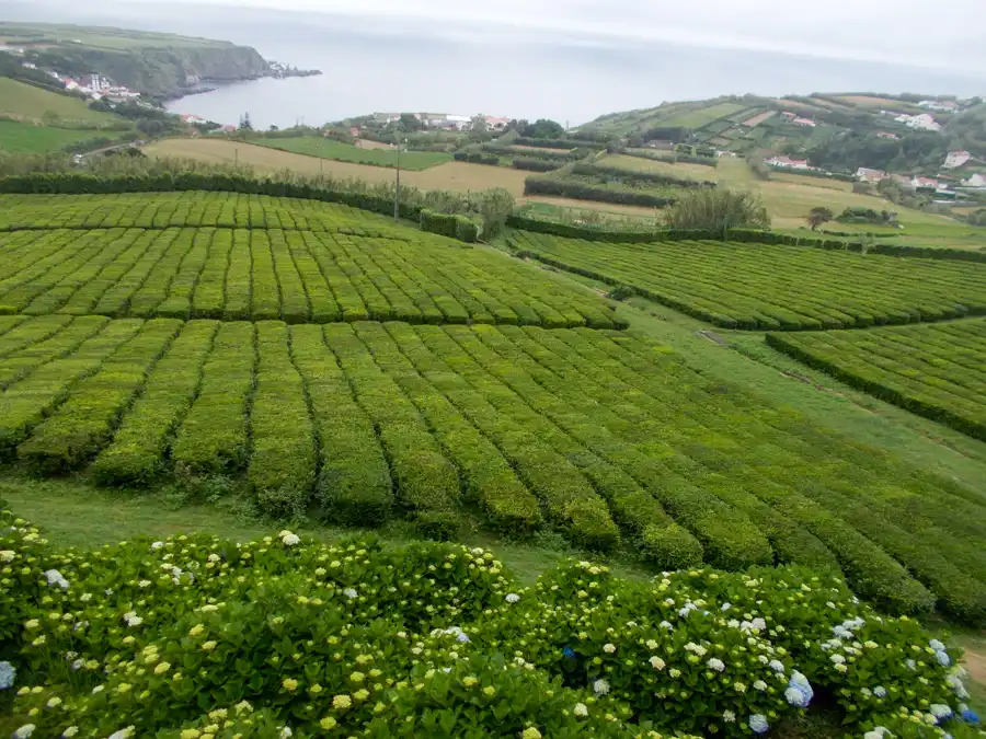 Čajová plantáž Porto Formoso