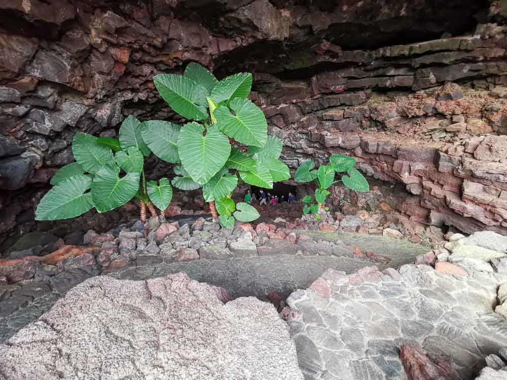 Lanzarote: Jameos del Aqua a Cueva de los Verdes s hiketrailom Orzola