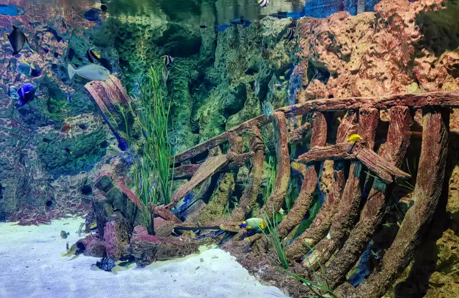 Malta National Aquarium photo Huawei P50 Pro